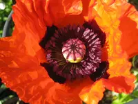 004.webp