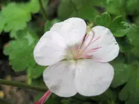 Storchschnabel weiß.webp