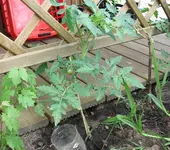 Tag 94_594_F1 2.webp