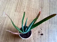 aloe2.webp