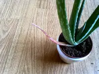 aloe1.webp