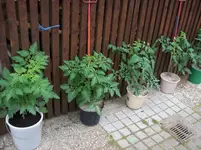 100_1222.webp