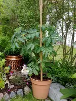 tomate3.webp