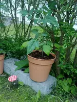 tomate1.webp