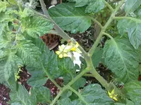 tomatenbluete.webp