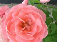 DSCN5934.webp