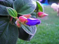 Tibouchina.webp