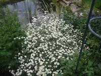 13.06.2010 003.webp