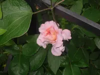 13.06.2010 008.webp