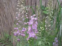 13.06.2010 013.webp