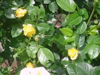 13.06.2010 016.webp