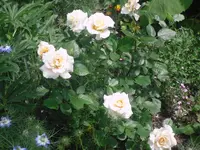 13.06.2010 029.webp