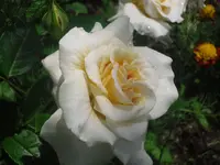 13.06.2010 030.webp