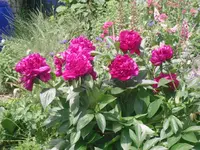 13.06.2010 040.webp