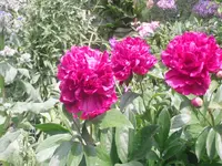 13.06.2010 041.webp