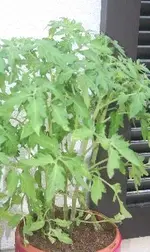 tomaten.webp