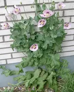 IMGP3262 - 2010-06-13- Schlafmohn1.webp