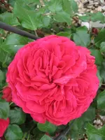 IMG_1010.webp