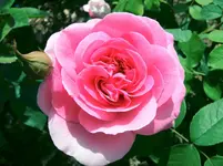 Gertrude Jekyll x.webp