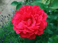 LD Braithwaite1x.webp