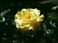 Lichtkoeniginx.webp