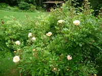 P1010387.webp