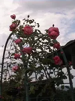 DSC00034.webp