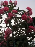 DSC00040.webp