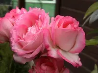 DSC0004h2.webp