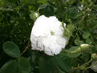 Garten Juni1 001.webp