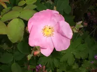 Garten Juni1 003.webp