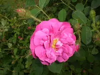 Garten Juni1 004.webp