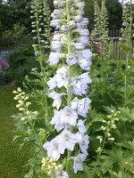 Garten Juni1 005.webp