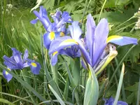 Garten Juni1 006.webp