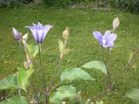 Garten Juni1 007.webp