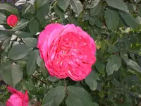 Garten Juni1 008.webp