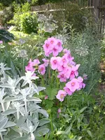 Garten Juni1 009.webp
