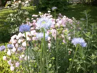 Garten Juni1 010.webp