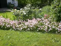 Garten Juni1 011.webp
