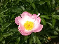 Garten Juni1 014.webp