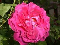 Garten Juni1 016.webp