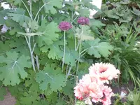 Garten Juni1 017.webp