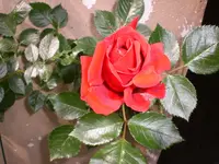 Garten Juni1 018.webp