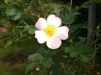 Garten Juni1 019.webp