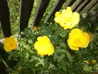 Garten Juni1 020.webp