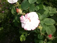 Garten Juni1 021.webp