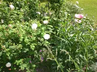 Garten Juni1 022.webp