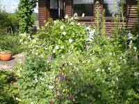 Garten Juni1 023.webp