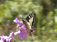 DSC00003.webp