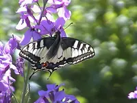 DSC00004.webp